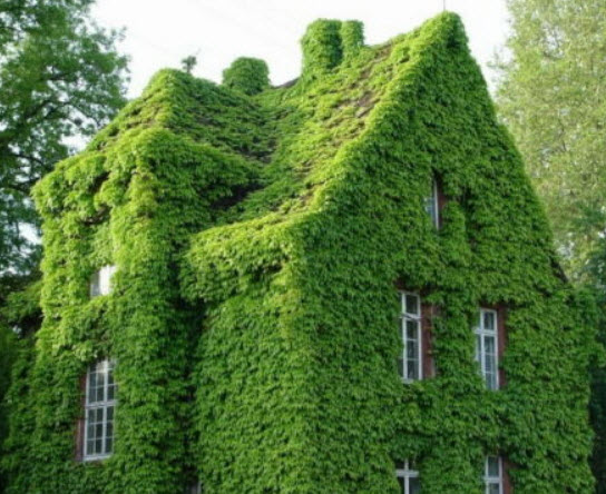 ไอวี่ เขียว (Ivy Green) / 50 เม็ด (Netherlands)*
