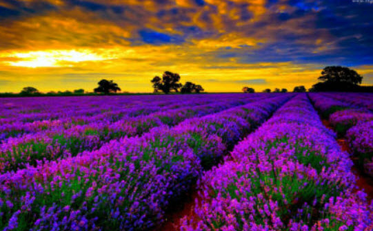 ลาเวนเดอร์ (Lavender) / 300 เม็ด (UK)