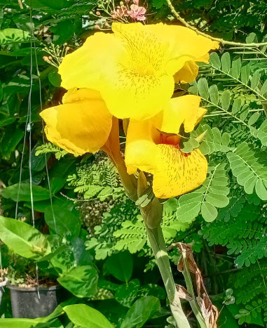 พุทธรักษา สีเหลือง ลายในดอกสีส้ม สวยมาก / 10 เม็ด (P2S)