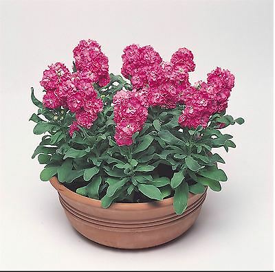 ไวโอเล็ท - ซินเดอเรลล่า ฮอท พิงค์ (Violet - Cinderella hot pink) / 25 เม็ด (UK)