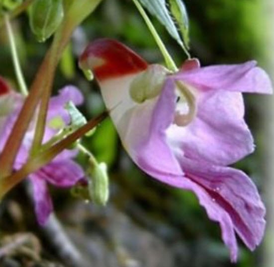 กล้วยไม้นกแก้ว (Parrot Orchid) / 20 เม็ด