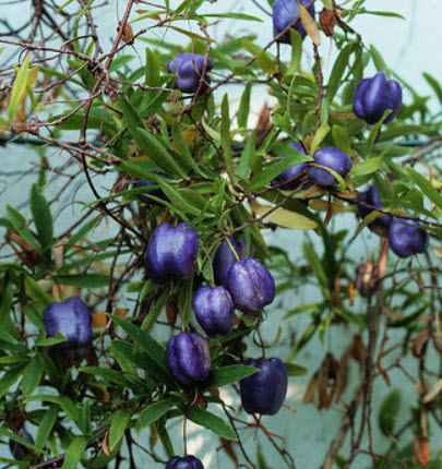 แอปเปิ้ลเบอรี่ (Purple Appleberry) / 3 เม็ด (France)