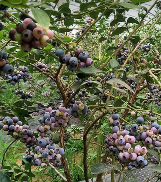 ต้นบลูเบอรี่ (Blueberry) ลูกใหญ่ สูง 40-60 ซ.ม. ต้นไม้นำเข้า