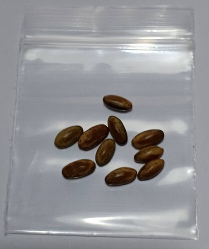 รัตมา หรือรัตตมา (Jerusalem thorn / Parkinsonia Aculeata) / 10 เม็ด (Italy/Portugal)*