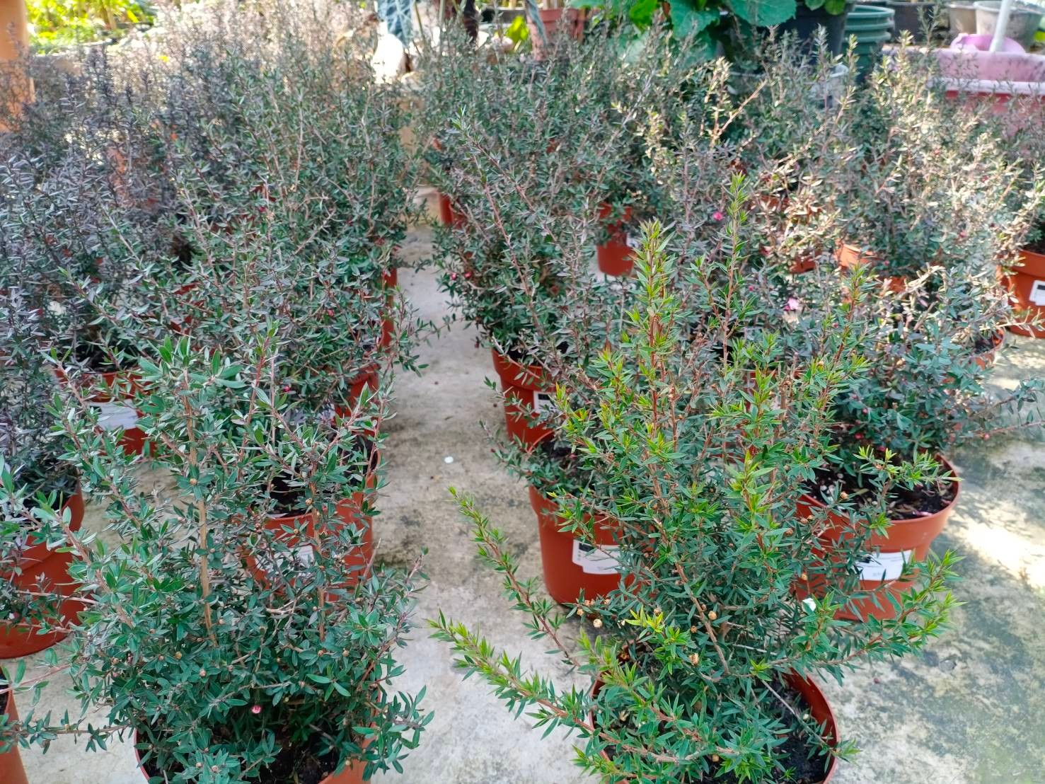 ต้นมานูก้า ดอกสีชมพู (Manuka) สูง 20-40 ซ.ม. / ต้น