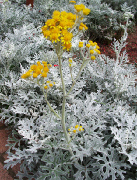 ละอองเงิน (Dusty Miller) / ซอง 30 เม็ด (F015)