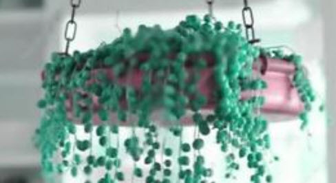 เพิร์ล คลอโรฟีทัม (Pearl Chlorophytum) คละสี / 50 เม็ด