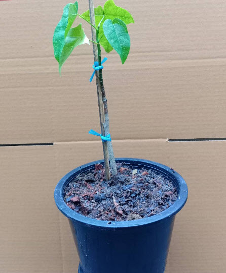 ต้นเพลิงภาณุ (Illawarra Flame Tree) กระถาง 8 นิ้ว สูง 30-45 ซ.ม. หายาก