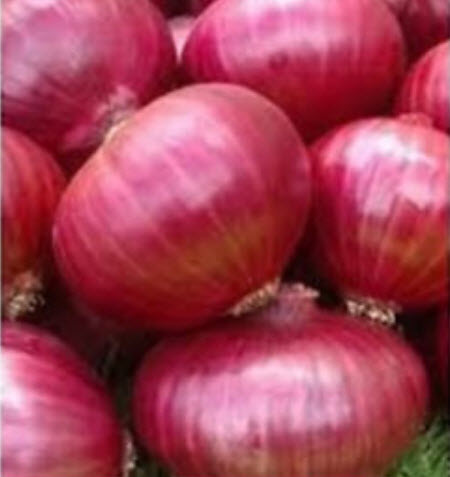 หอมแดง หัวใหญ่ / 100 เม็ด (S087)