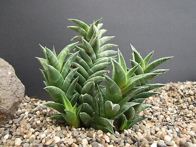ฮาโวเทีย (Haworthia) คละ 13 แบบ / 200 เม็ด