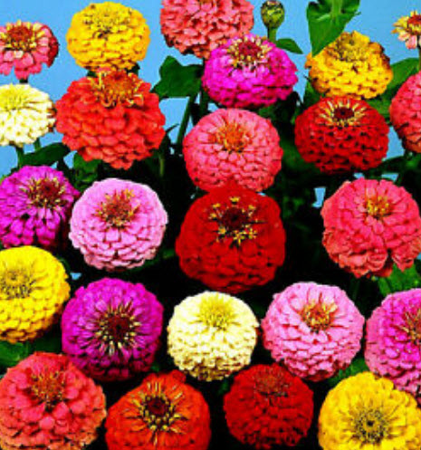 บานชื่น (Zinnia Dahlia) คละ / 100 เม็ด (UK)