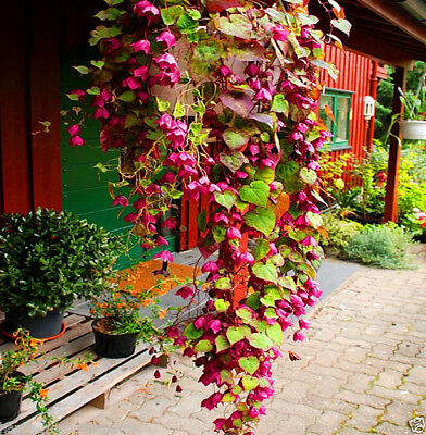 กระดิ่งม่วง (Purple Bell Vine) / 5 เม็ด (UK)