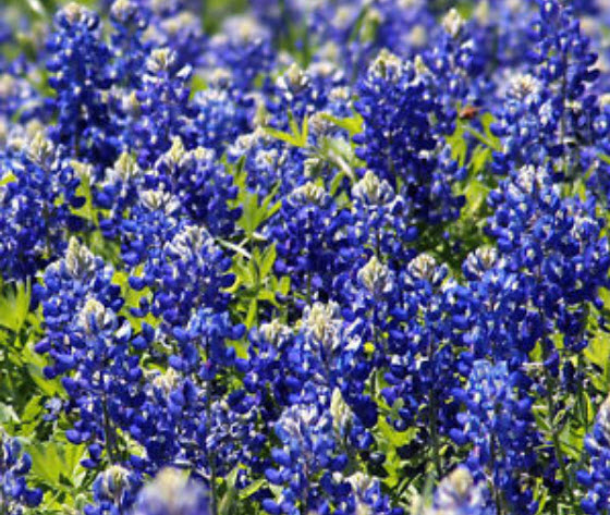 บลูบอนเน็ต (Bluebonnet) / 25 เม็ด (USA)