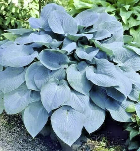 ฮอสต้า (Hosta Sieboldiana) ใบใหญ่ สีฟ้าแกมเขียว / 10 เม็ด (USA)