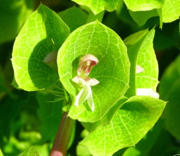 เบลส์ ออฟ ไอร์แลนด์ (Bells of Ireland) / 200 เม็ด (UK)