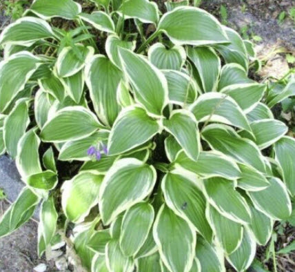 ฮอสต้า โคริยาม่า (Hosta Opipara Koriyama) / 10 เม็ด (USA)*