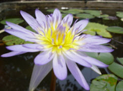 บัวขาบ (Nymphaea cyanea) สีคราม / 200 เม็ด