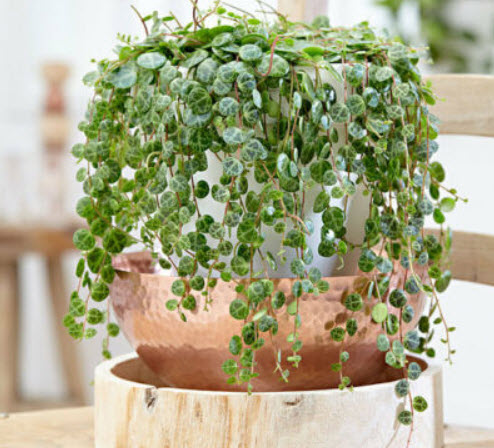 เปปเปอร์โรเมีย (Peperomia Prostrata) คละ / 50 เม็ด