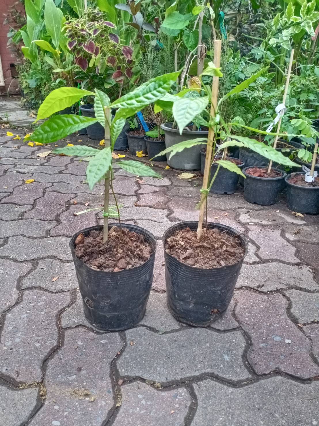 ต้นน้ำตาพระศิวะ รุทรักษะ (Rudraksha) สูง 40-50 ซ.ม. ไม้มงคล เสริมสิริมงคล หายาก