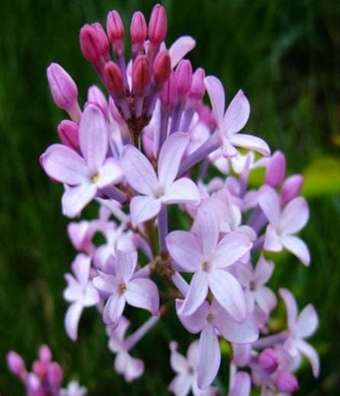 ต้นไลแลค ดอกสีม่วง กระถาง 10 นิ้ว สูง 90-120 ซ.ม. (China)