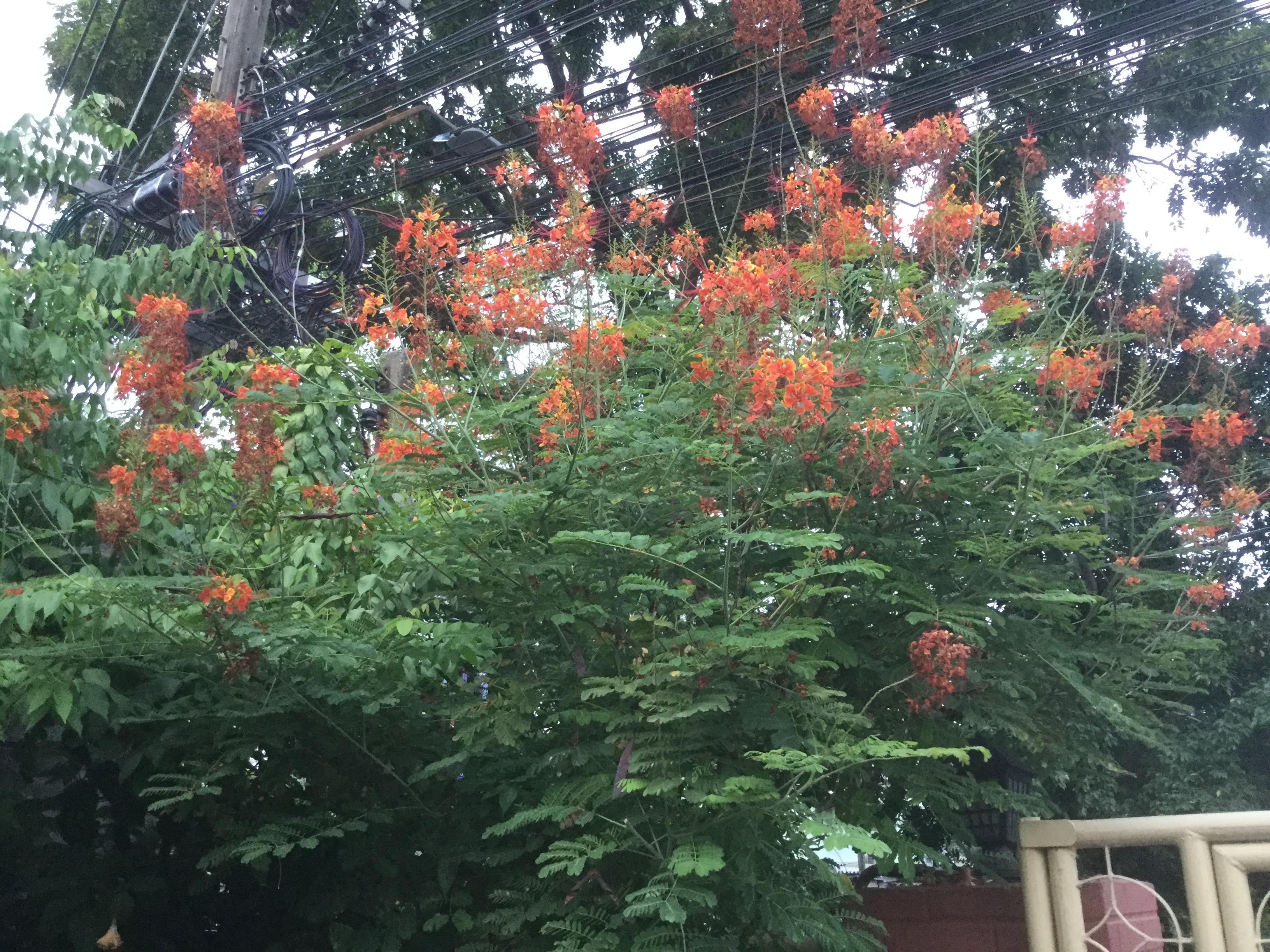 ต้นกล้าหางนกยูง สีส้ม ถุงดำ สูง 10-20 ซ.ม./ ต้น