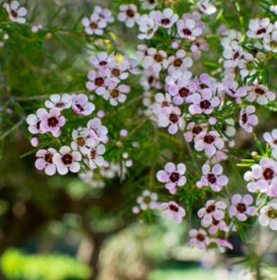 แวกซ์ฟลาวเวอร์ (Waxflower / Chamelaucium Uncinatum) สีขาว / 3 เม็ด (China)