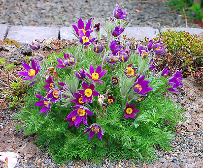 พาสคิวม่วง (Pasquale flower violet) / 100 เม็ด (UK)