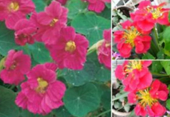 แนสเตอเตียม / แนสเตอซั่ม (Nasturtium) สีชมพู / 10 เม็ด