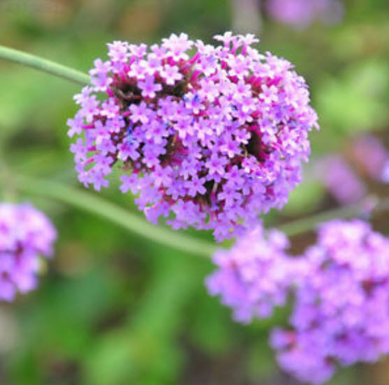 เวอร์บีน่า (Verbena / Vervain) สีม่วง / 100 เม็ด