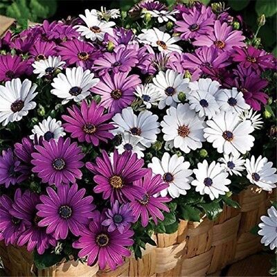 อัฟริกัน บลูอายเดซี่ (African Blue Eyed Daisy) / 100 เม็ด (นอก)