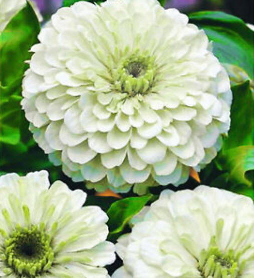 บานชื่นขาว (Polar Bear zinnia) / 110 เม็ด (UK)*