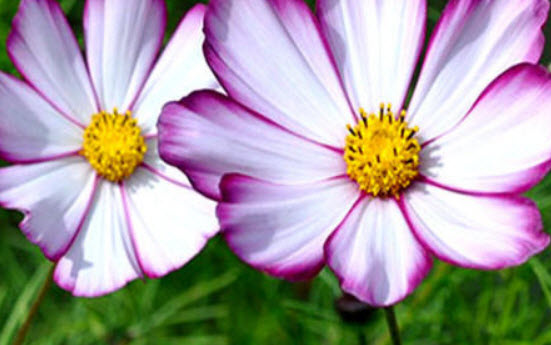 ดาวกระจาย เซ็นเซชั่น พิโคที (Cosmos - Sensation Picotee) / 100 เม็ด (UK)*