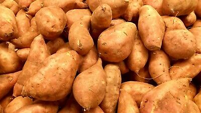 มันเหลือง หรือมันเทศหวานเหลือง (Yellow Sweet Potato) / 50 เม็ด (นอก)