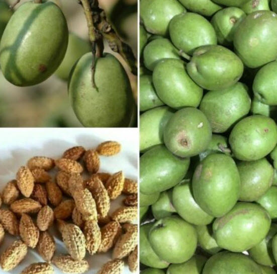 มะกอกซีลอน มะกอกศรีลังกา ซีลอนโอลีฟ (Ceylon Olive) / 5 เม็ด (Sri Lanka)*