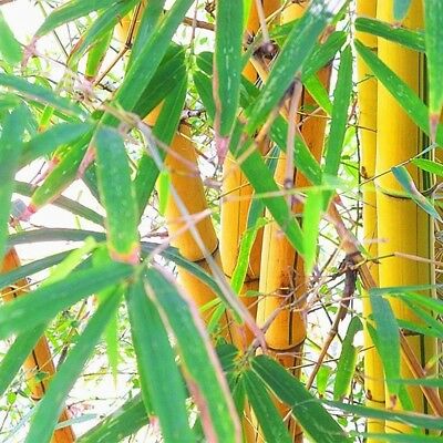 ไผ่โมโซ (Moso Bamboo) สีทอง / 20 เม็ด (นอก)