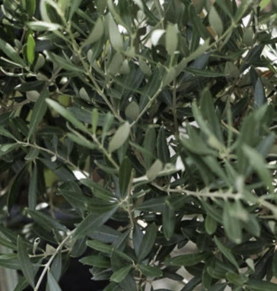 มะกอกโอลีฟ (European Olive Oil) / 5 เม็ด (Portugal)*