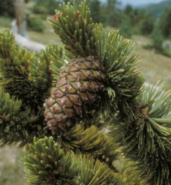 สนร็อคกี้เม้าเท่น (Rocky Mountain Bristlecone Pine) / 10 เม็ด (UK)