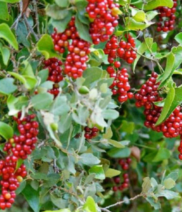 ซาร์ซาแพริลล่า (Sarsaparilla / Smilax Aspera) / 25 เม็ด (France) *