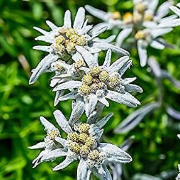 เอเดลไวส์ - อัลไพน์ (Edelweiss - Alpine) / 150 เม็ด (UK)