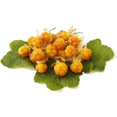 คลาวด์เบอรี่ (Cloudberry) / 10 เม็ด (นอก)