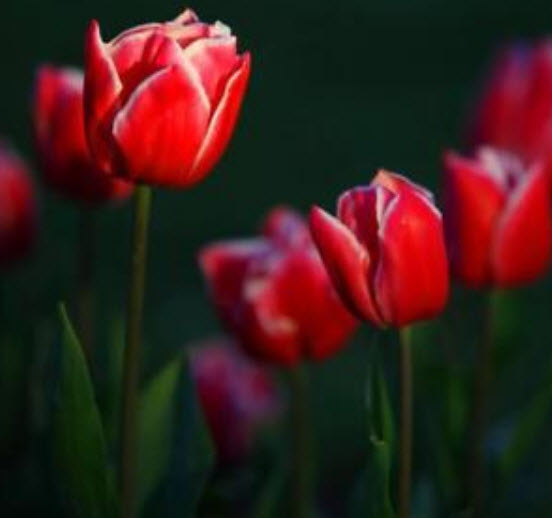 ทิวลิป (Tulip) สีแดง / 100 เม็ด