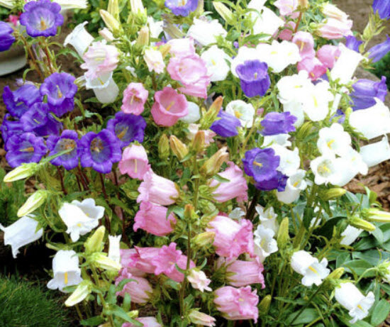 ดอกระฆัง (Canterbury Bells) คละ / 1,500 เม็ด (UK)