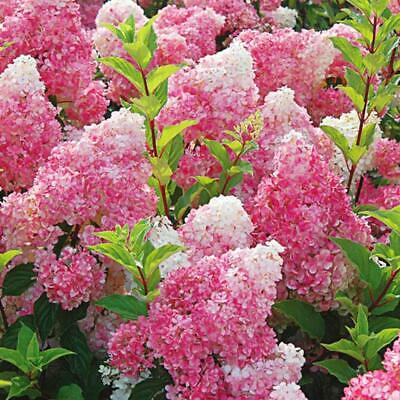 ไฮเดรนเยีย (Hydrangea) วานิลลา-สตรอเบอรี่ / 20 เม็ด