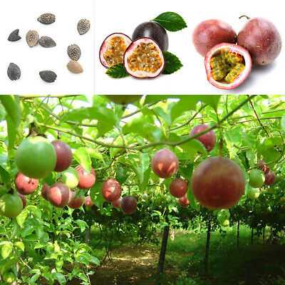 เสาวรส (Passion fruit) / 20 เม็ด (นอก)