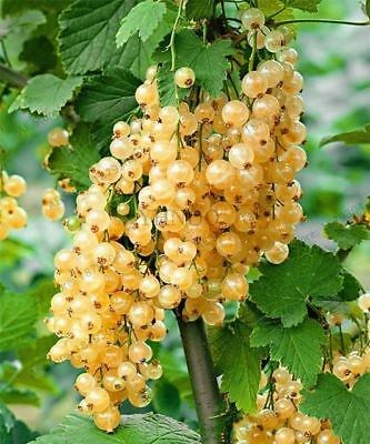 เคอแร้นท์ คละ (mixed currants) / 50 เม็ด