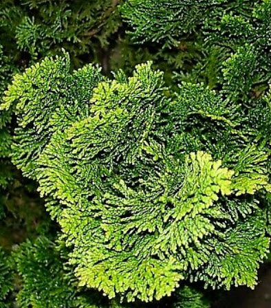 สนฮิโนกิ (Hinoki Cypress) / 50 เม็ด (Russia)