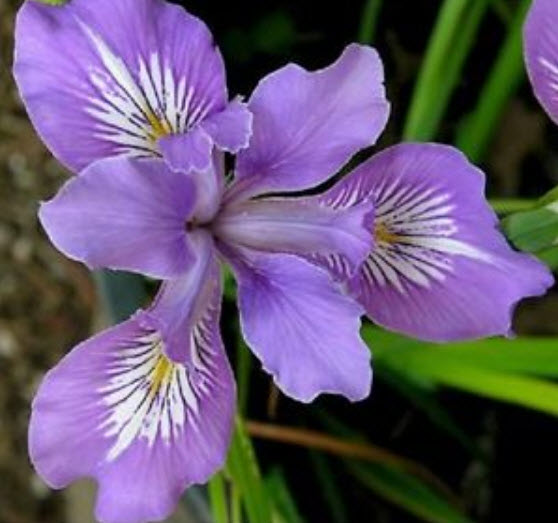 โอเรกอน ไอริส (Oregon Iris) สีม่วง / 10 เม็ด (USA)