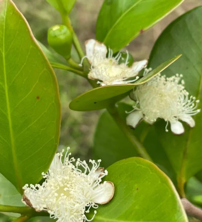 ต้นฝรั่งสตอเบอรี่เหลือง ต้นเพาะเมล็ด สูง 15-35 ซ.ม.