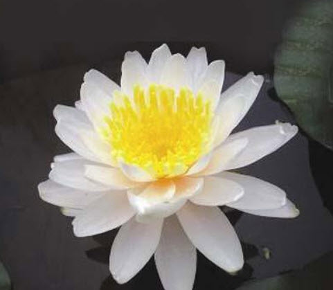 บัวอัลบิด้า สีขาว / 100 เม็ด