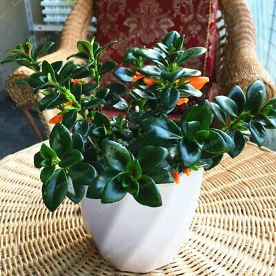 ปลาทองนำโชค (Goldfish) / 100 เม็ด